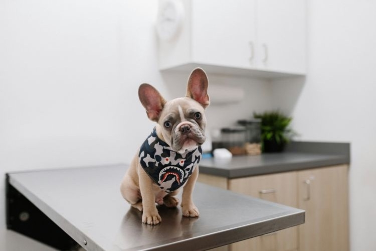 Emergency Situations and Pet Insurance: 
What Every Pet Parent Should Know