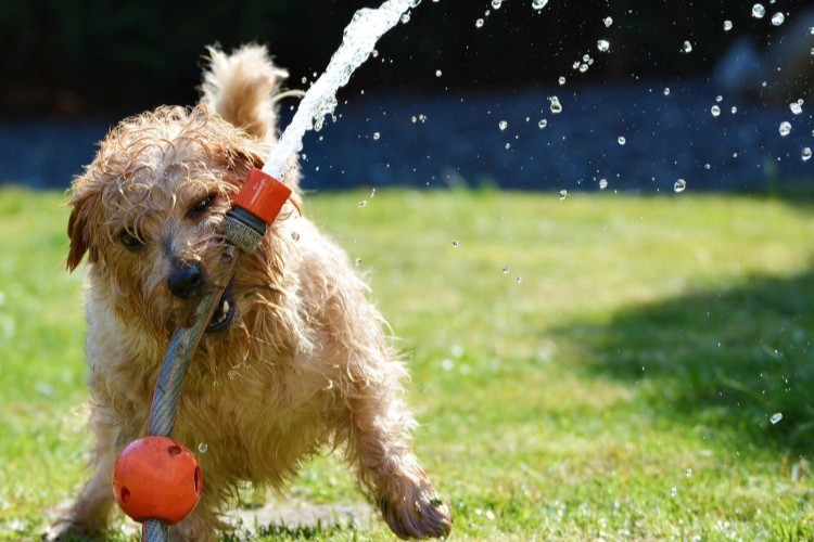 bain de chien-comment faire