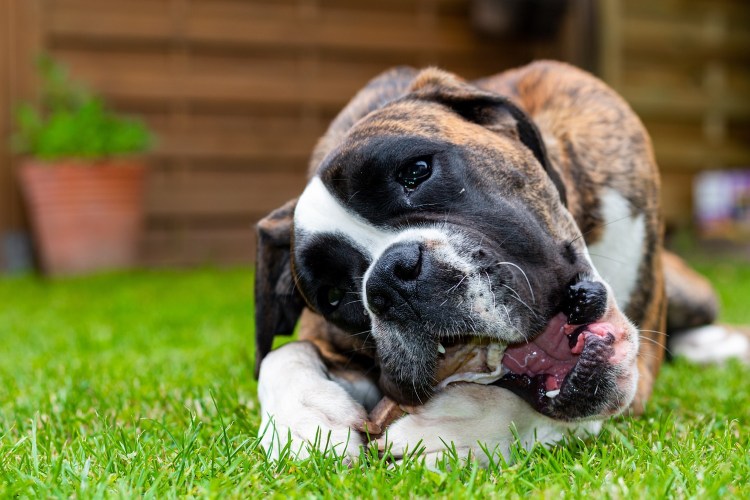 Dog chewing birthday treat