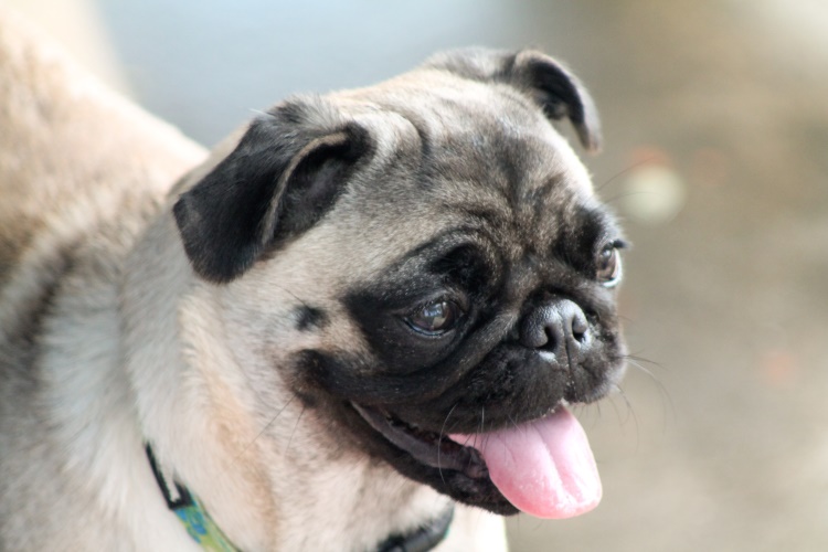 pug dog going on a walk
