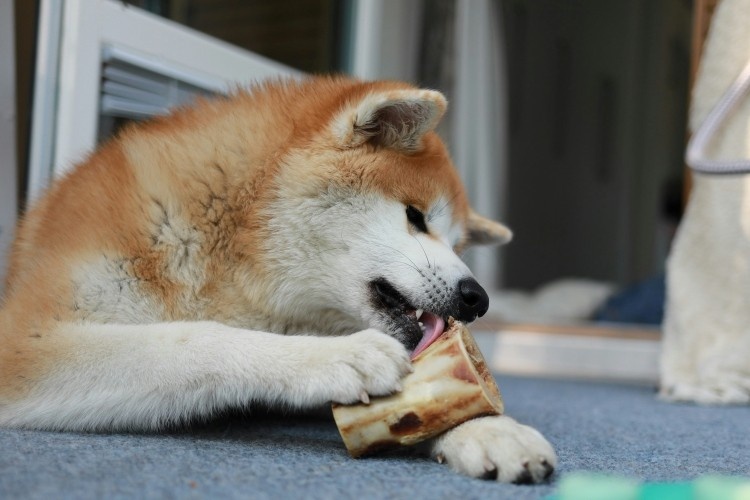 dog-chewing-bone