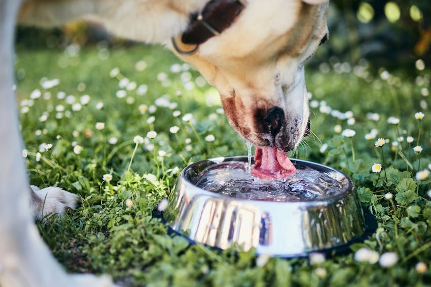 How To Keep Your Pet Hydrated This Summer