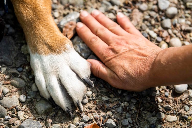 dog-paw-pad-injuries
