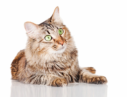 cards What is a Domestic Medium Hair Cat?