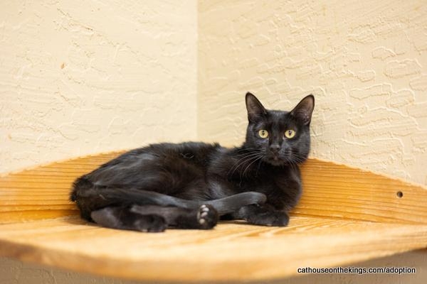Estella the cat