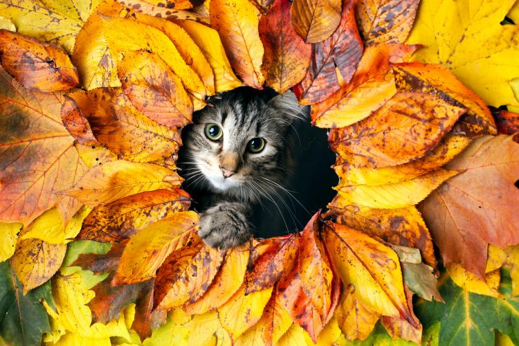 thanksgiving-dangers-for-pets