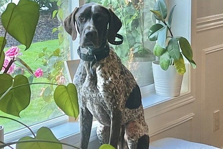 german pointer sitting by a window with plants
