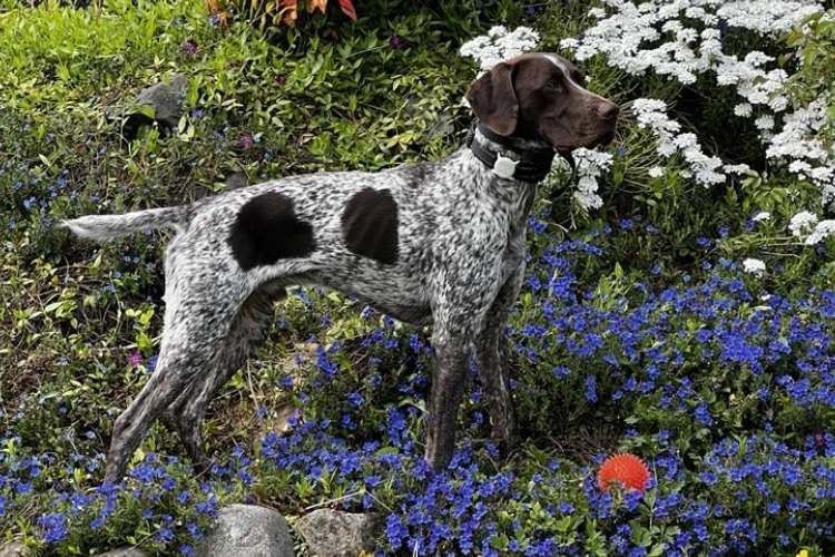 A Guide to the German Shorthaired Pointer