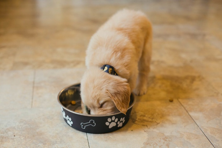 Golden retriever puppy eating from a clean dog bowl.