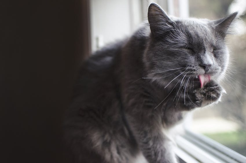 Curated visual reference: Cat Behavior Changes With New Pet Introduction Reference: 6 Cat Behavior Changes That Require Vet Attention