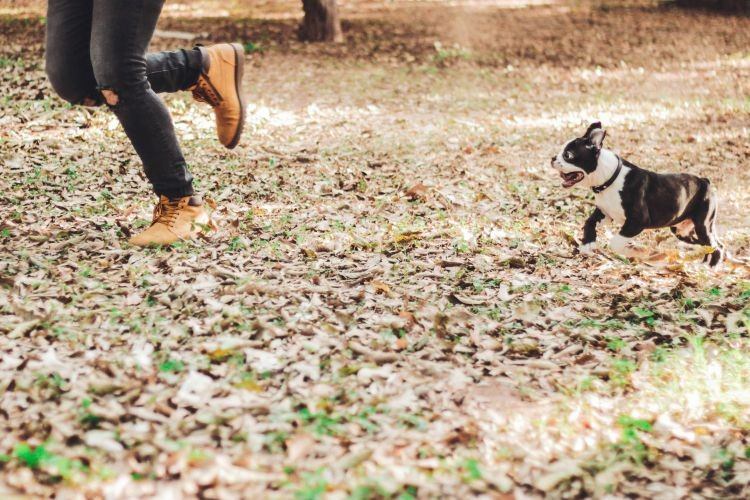 person running with puppy outdoors