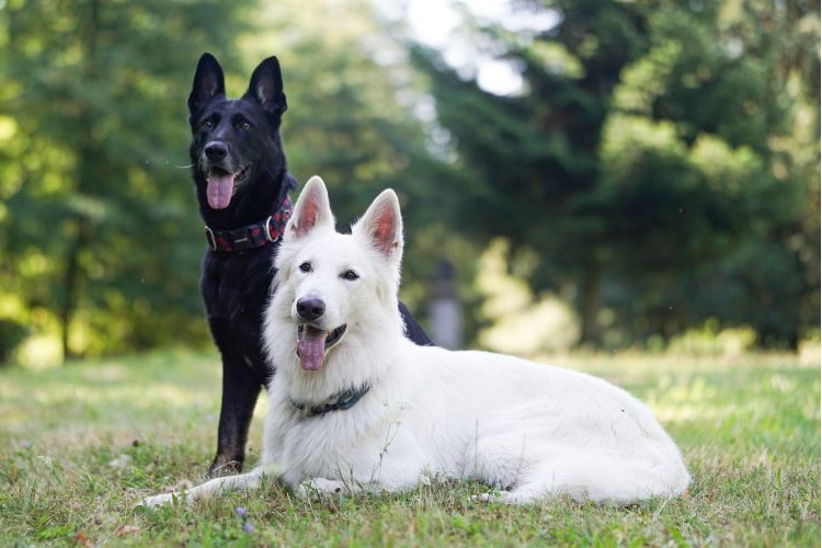 two dogs relaxing on grass in a park