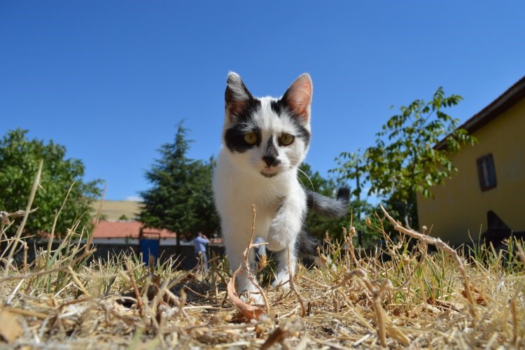 Heatstroke in Cats: Signs and When to Seek Help