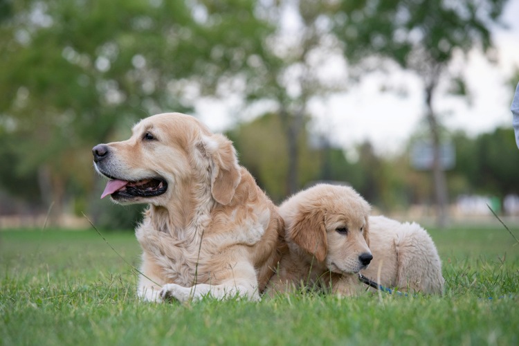 golden retriever puppy resting beside its mother