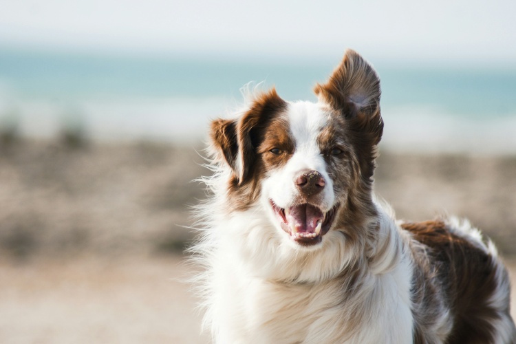 how-pet-insurance-helps-with-long-term-care-needs
