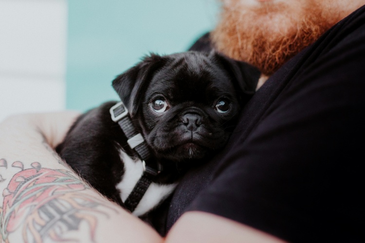 Person hugging a new puppy