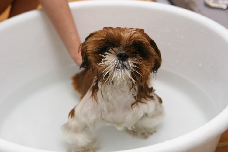 Shih Tzu dog sitting in a bath tub