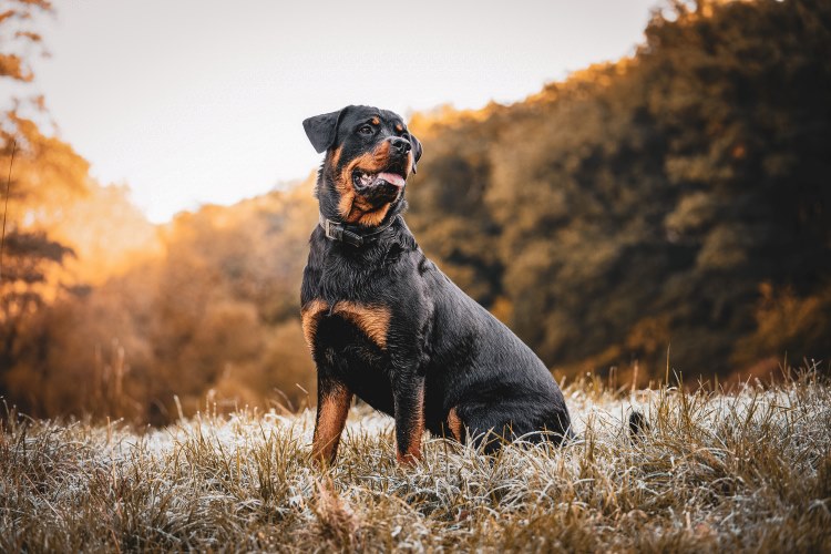 Rottweiler sitting outside
