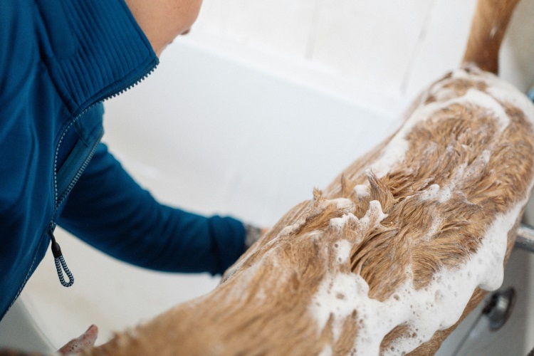owner giving bath to his dog after a long rainy walk