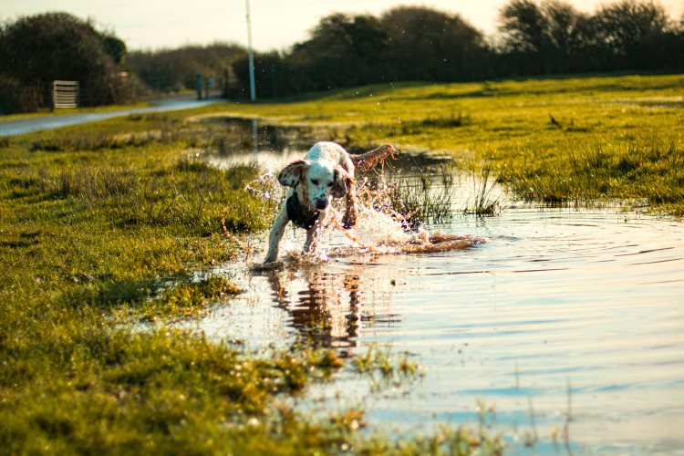 dog playing in a puddle
