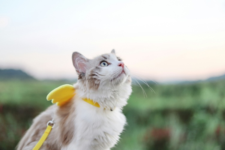 cat with a yellow leash that has wings