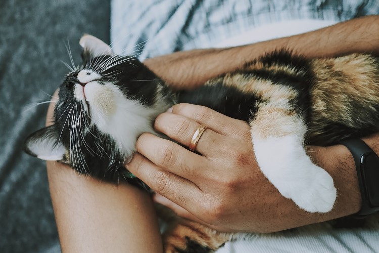 cat being pet by owner