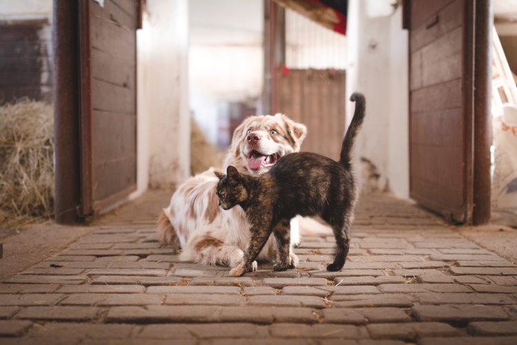 cat and dog protected inside during wildfire smoke