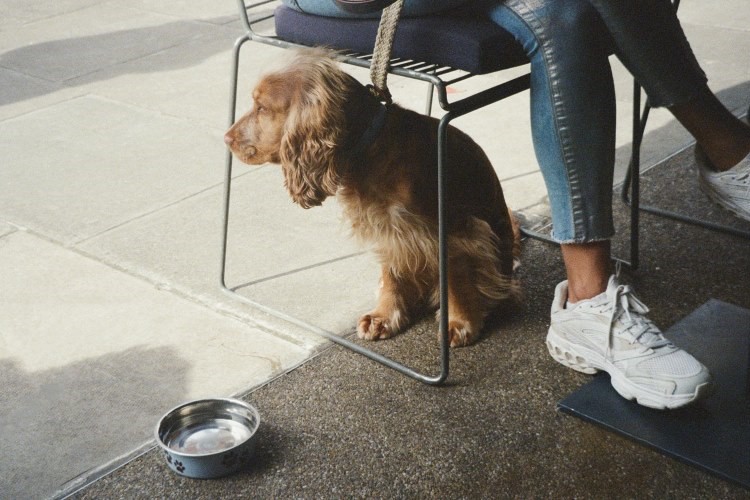 dog sitting underneath chair next to a water bowl