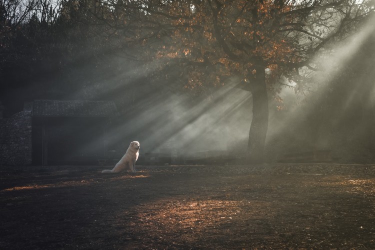 Wildfire Smoke and Pets - Symptoms, Safety Tips, and Evacuation Planning