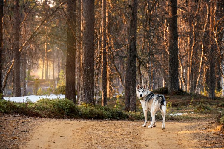 Spring Wildlife Encounters