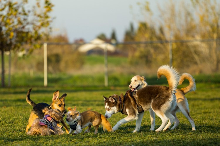 group of dogs playing together at dog park