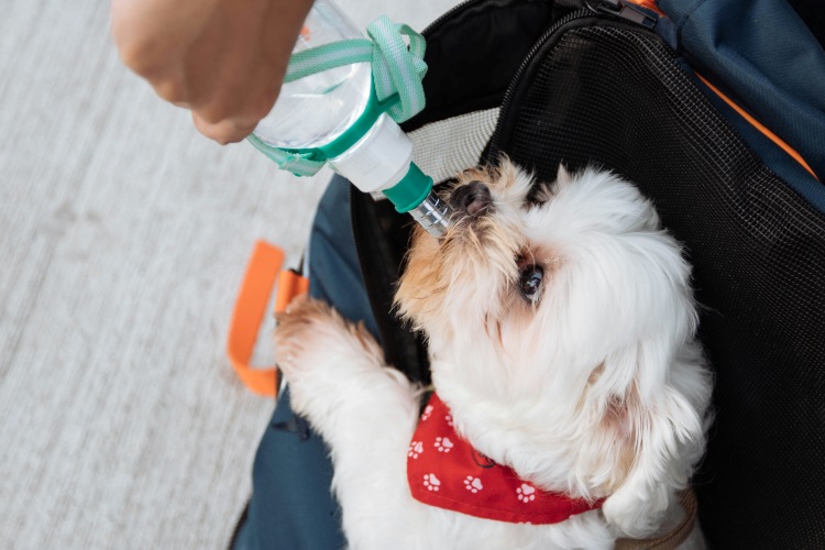 small dog drinking water from a bottle
