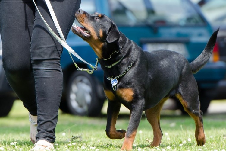 how-to-train-dog-to-behave