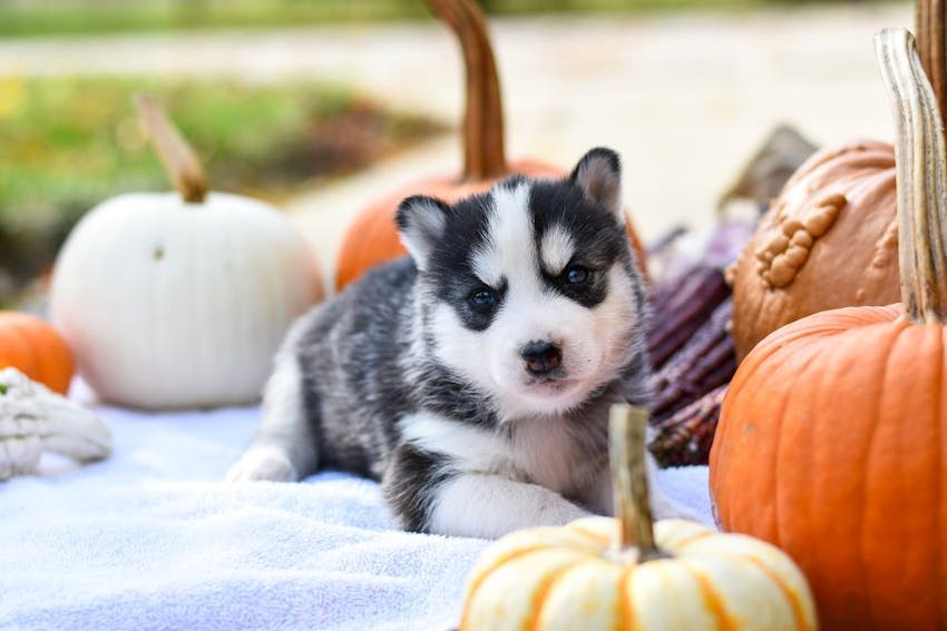 Halloween Pet Hazards: Spooky Dangers to Avoid