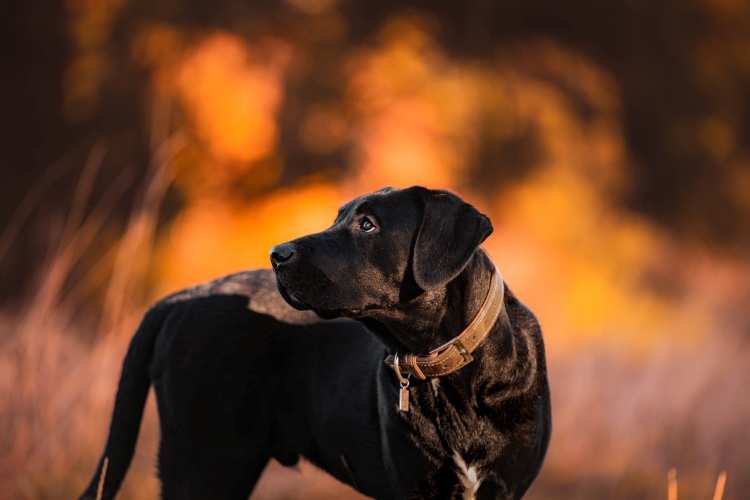 The Importance of Insuring Pets Early