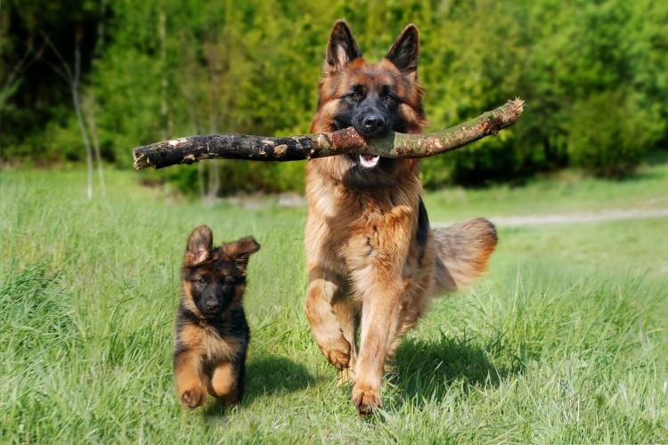 adult and puppy German Shepard playing outside