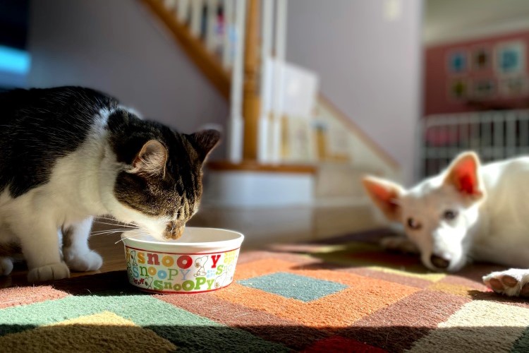 cat eating food next to a dog indoors