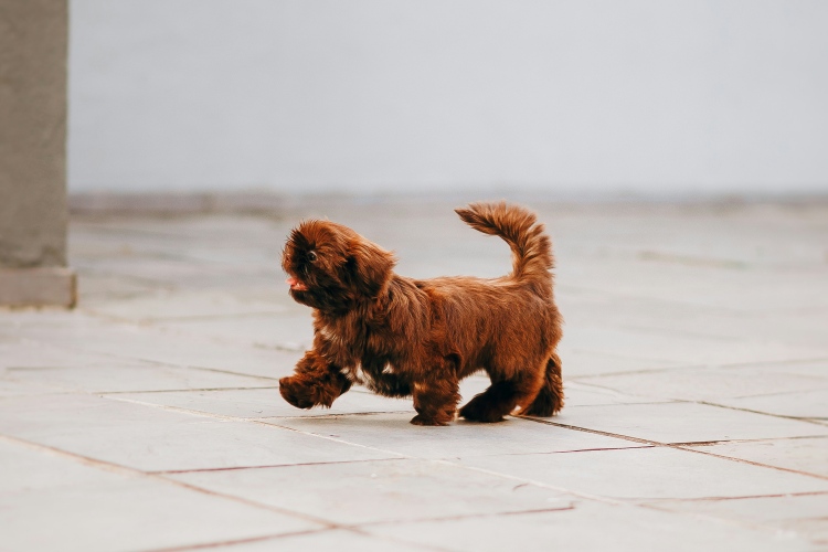 puppy walking outside on stone tiles