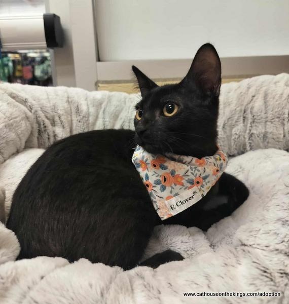 Jazzy the cat