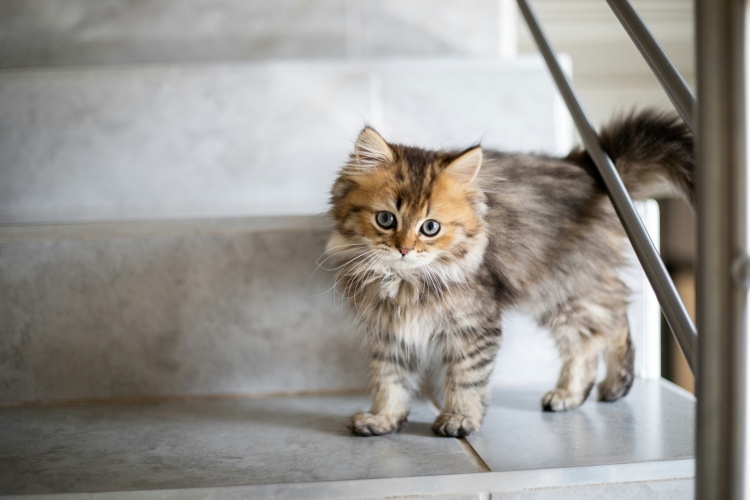 Kitten Milestones: A Timeline of Their First Year