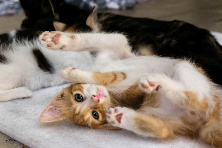 Kitten relaxing with other cats indoor