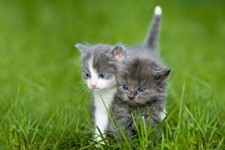 Two kittens walking in the grass outside