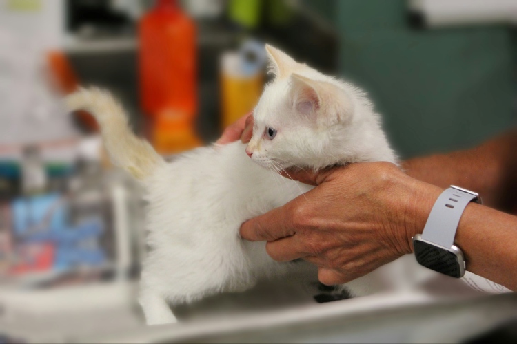 Kitten getting a checkup from veterinarian
