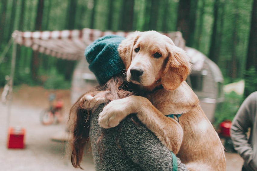 A golden retriever puppy cuddles with a female pet owner at a campsite in the woods.