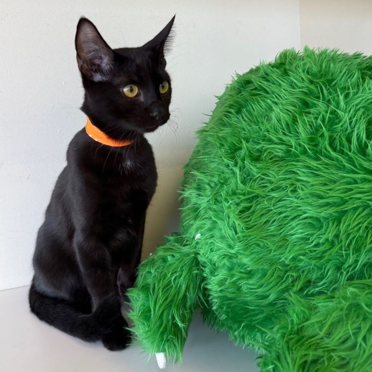 Lampy the cat