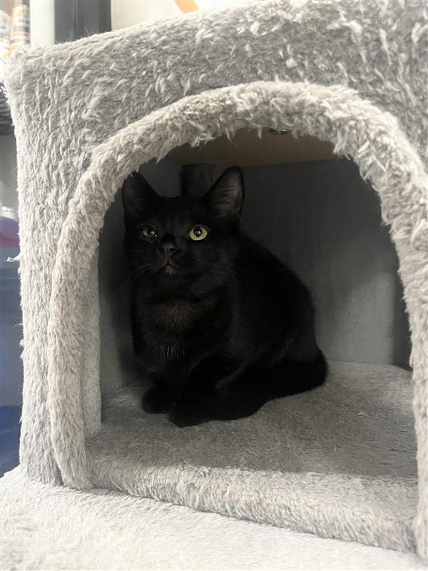 Libby the cat