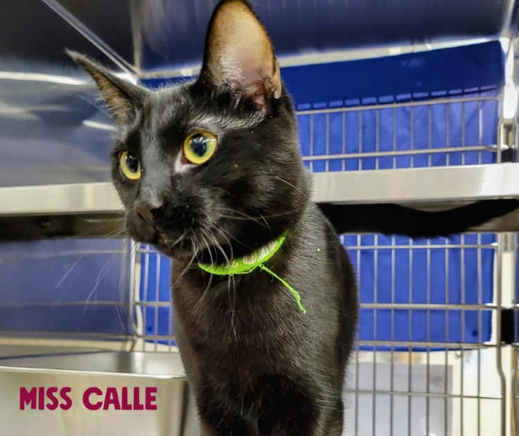 Miss Calle the cat