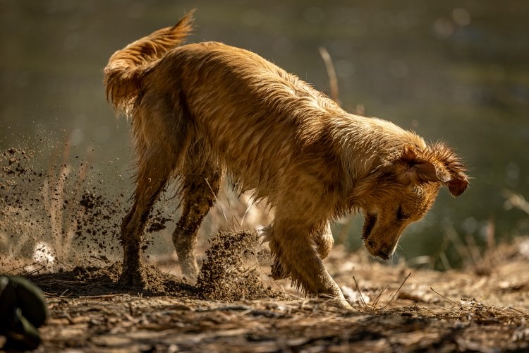 It's Mud Season - Ear, Paw, and Coat Care for Dogs
