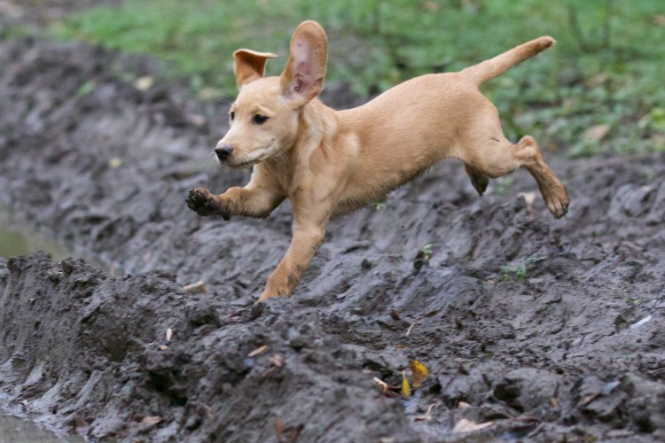 puppy playing in mud