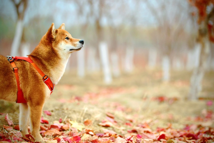 National Pet Insurance Month: What It Is & Why It Matters